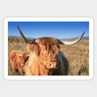 Highland Cow in the Field Sticker